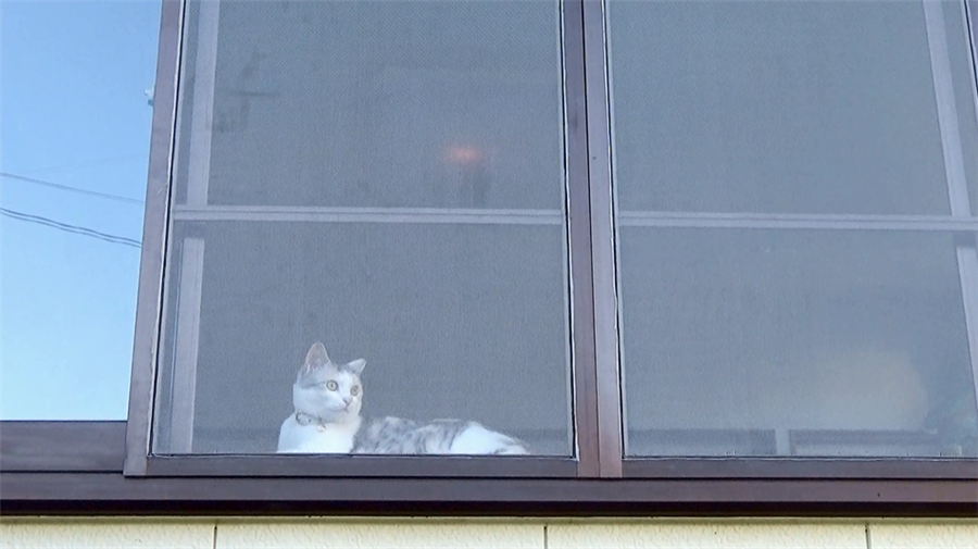 6/15 ネコ吉の新部屋も猫網戸対策!